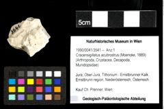 Foto (Objekt + Etiketten) von Cracensigillatus acutirostrus (Moericke, 1889) 